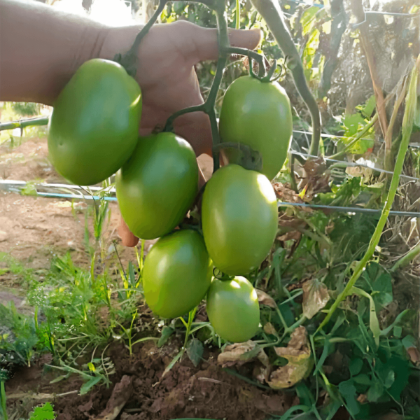 Sementes De Tomate Romeu F1 - Image 2