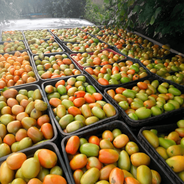 Sementes De Tomate Romeu F1 - Image 3