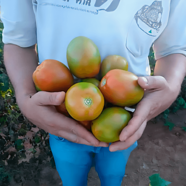 Sementes De Tomate Romeu F1 - Image 4
