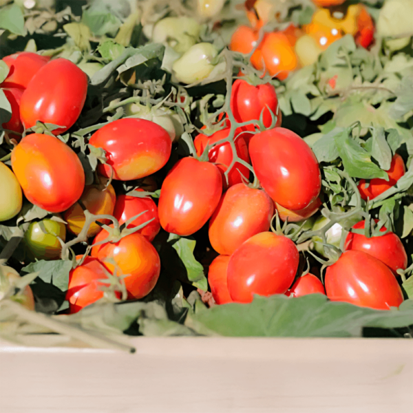 Sementes De Tomate Romeu F1 - Image 5